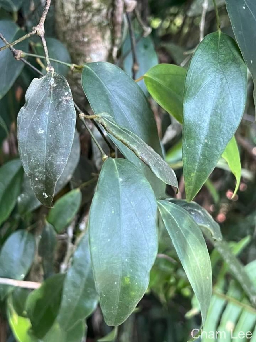 Piper trineuron Miq.